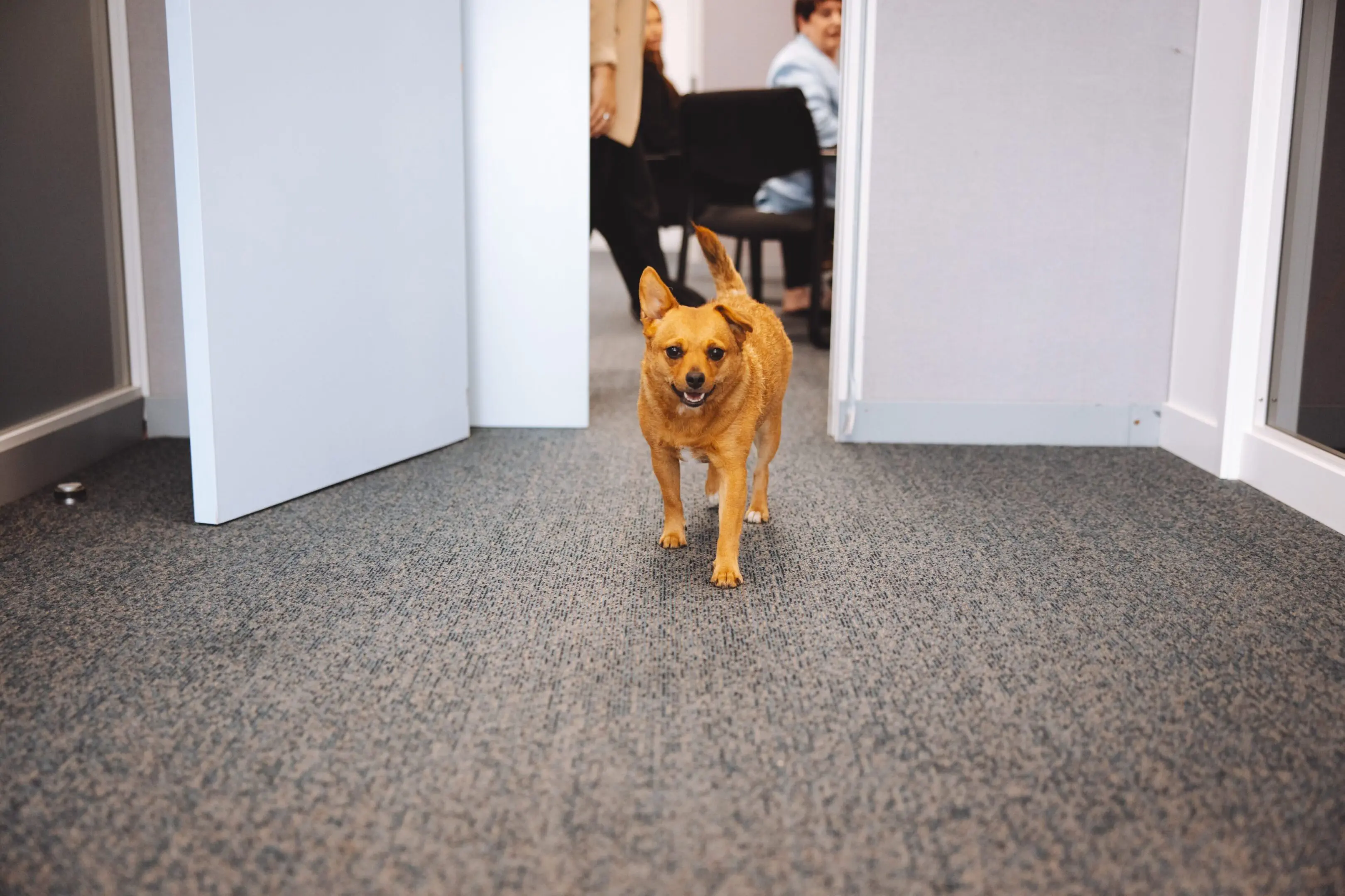 tempImageqob52B A dog walking down the hall way of an office building.